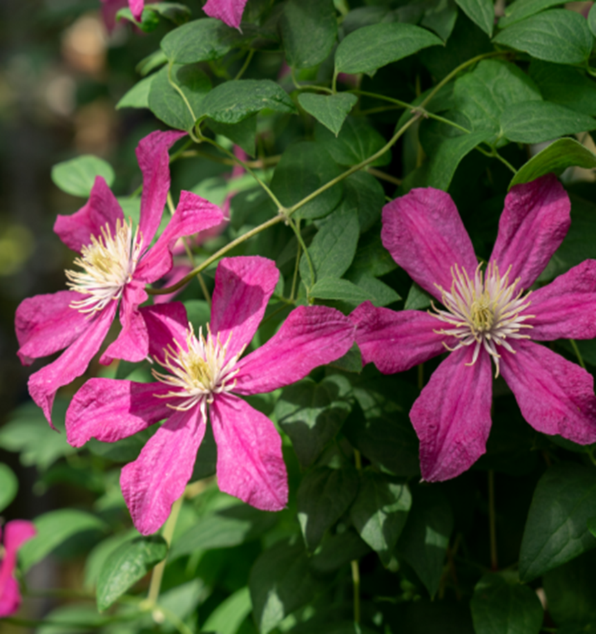 Клематис цветущий Харрингтон